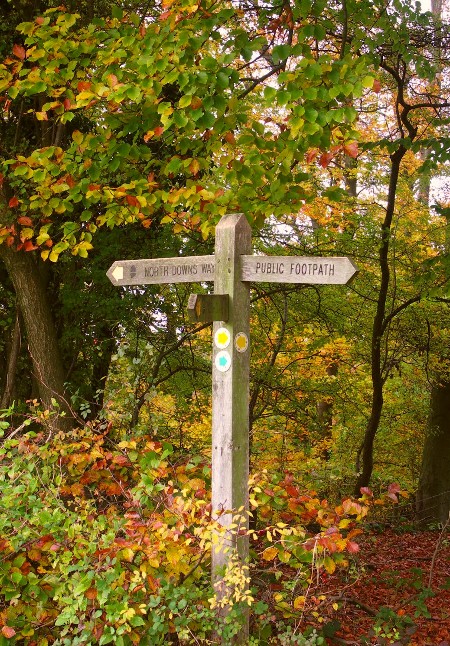 Autumn arrives on the North Downs Way