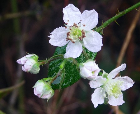 blackberry in flower