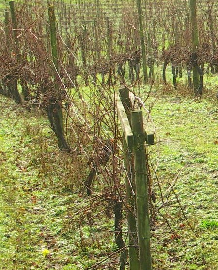 Godstone Vines