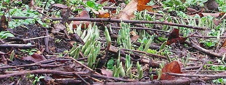 snowdrops