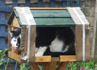 Point the mouse at Pippin and click to see more of our cats
