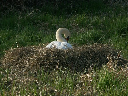 Swan, Alfriston