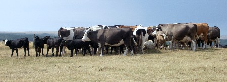 Sheep in spring, cattle in summer