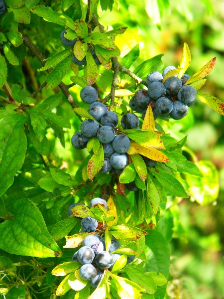 Sloes