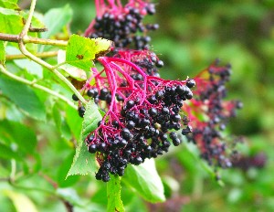Elderberries
