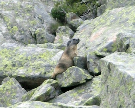 Marmot