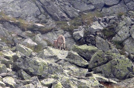Ibex